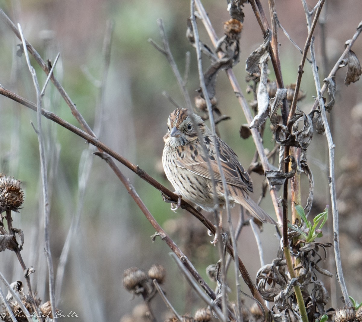 Lincoln's Sparrow - ML80328601