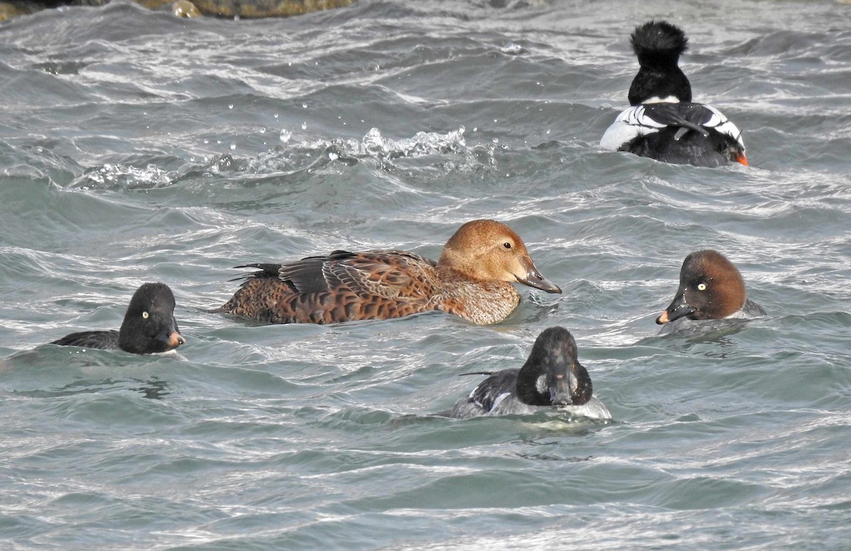 King Eider - Jean Iron