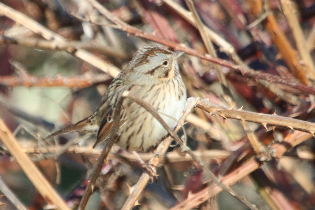 Lincoln's Sparrow - Isaiah Nugent