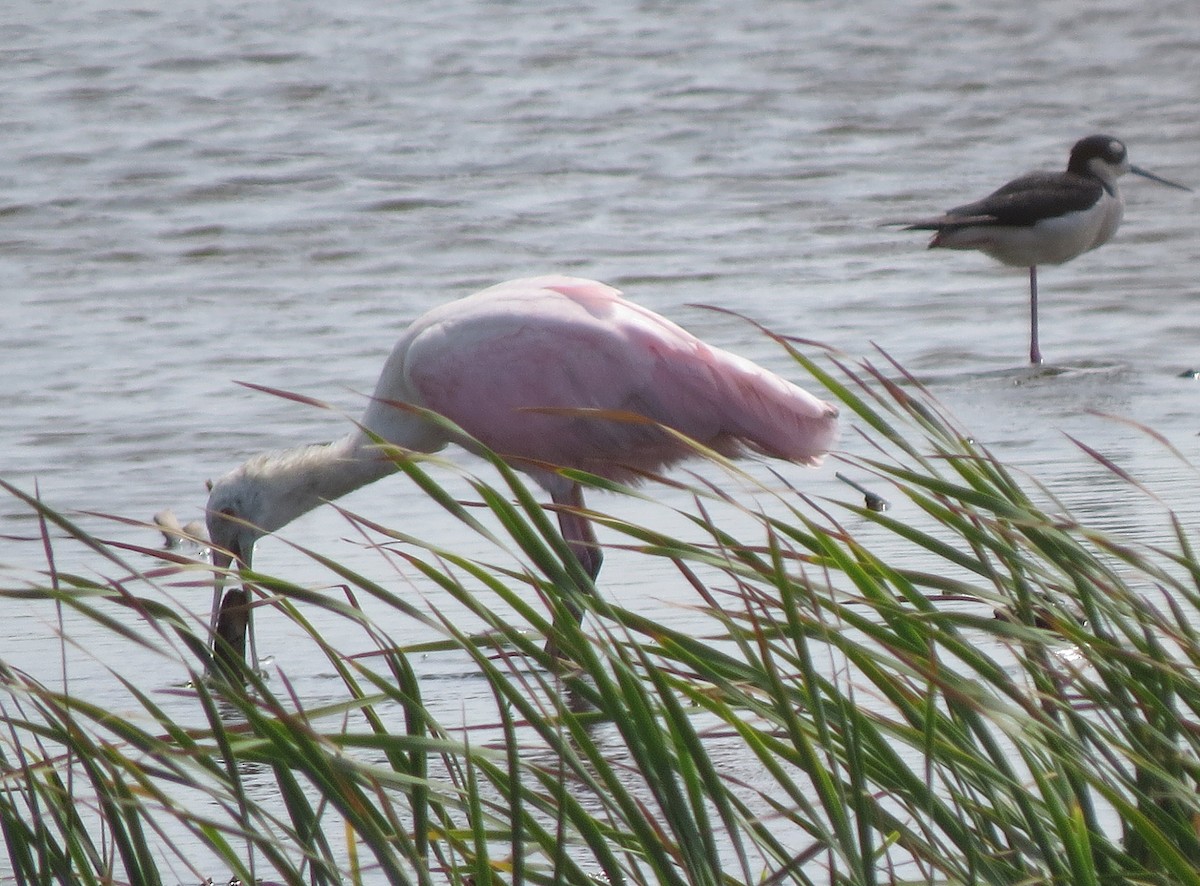 Roseate Spoonbill - Marya Moosman