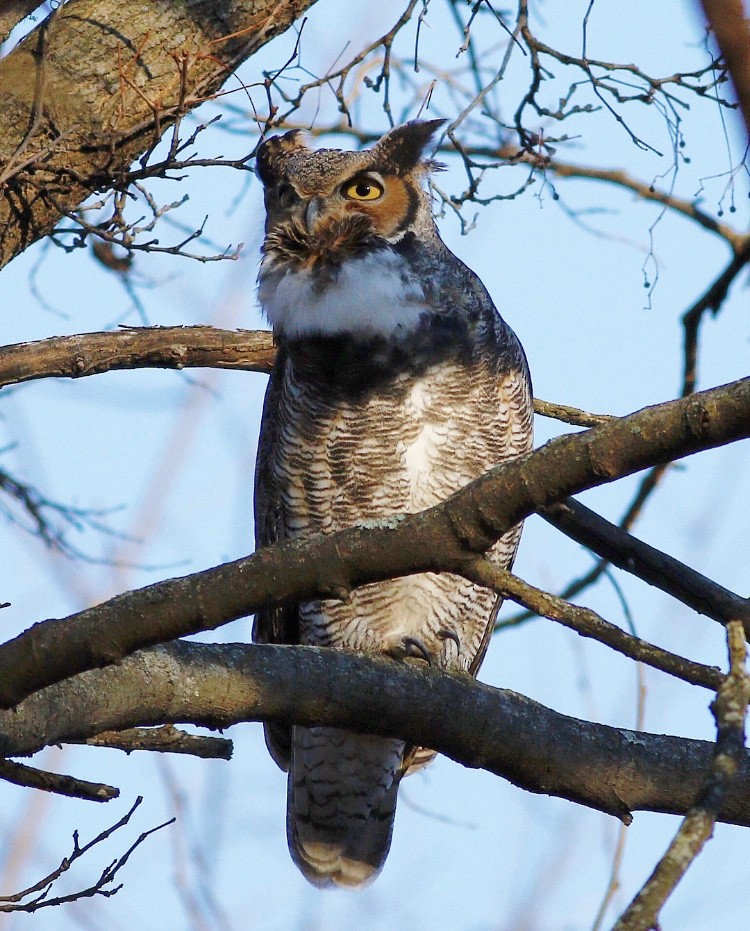 Great Horned Owl - ML80330711