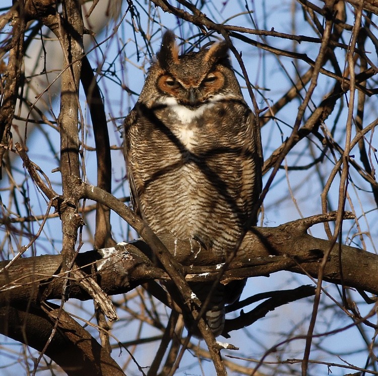 Great Horned Owl - ML80330871