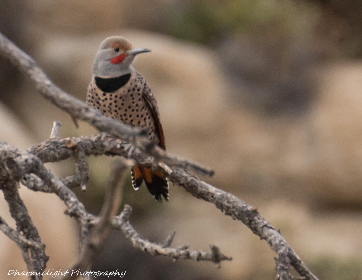 Northern Flicker - ML80331231