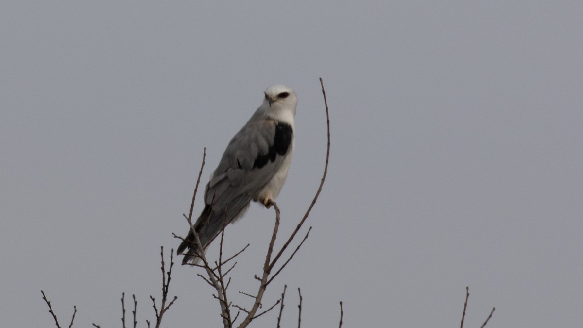 White-tailed Kite - ML80332071