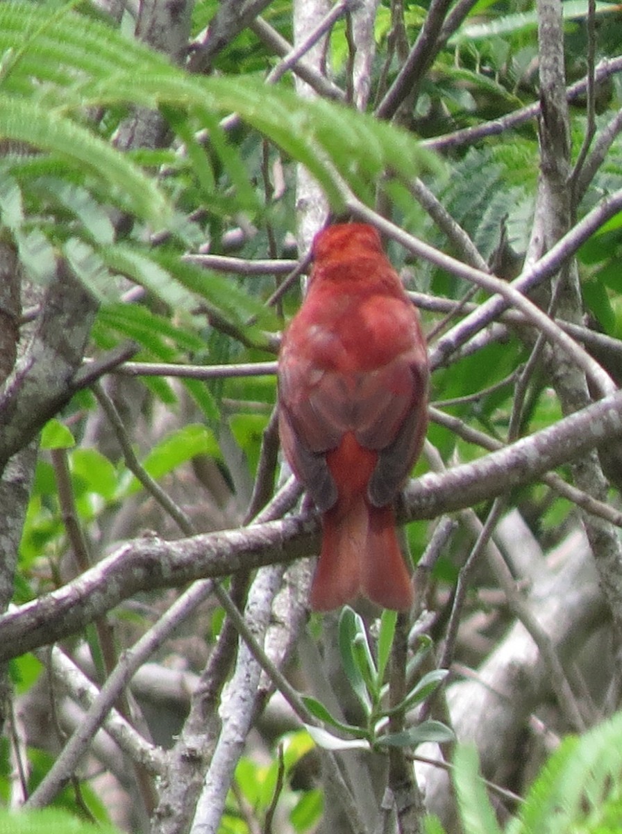 Summer Tanager - Marya Moosman