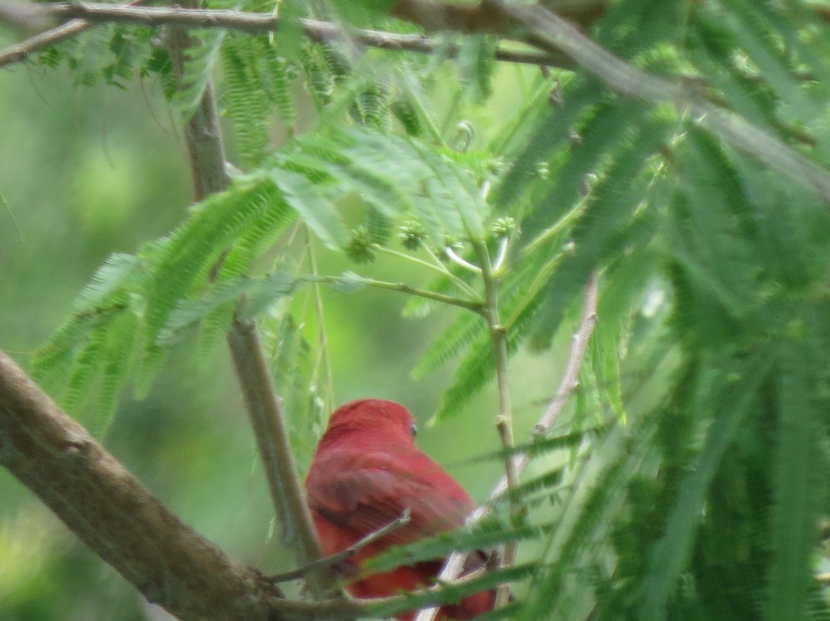 Summer Tanager - Marya Moosman