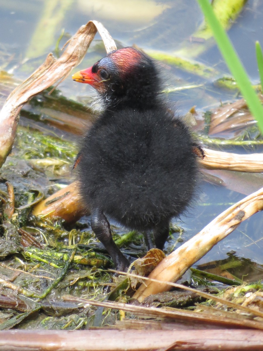 Common Gallinule - Marya Moosman