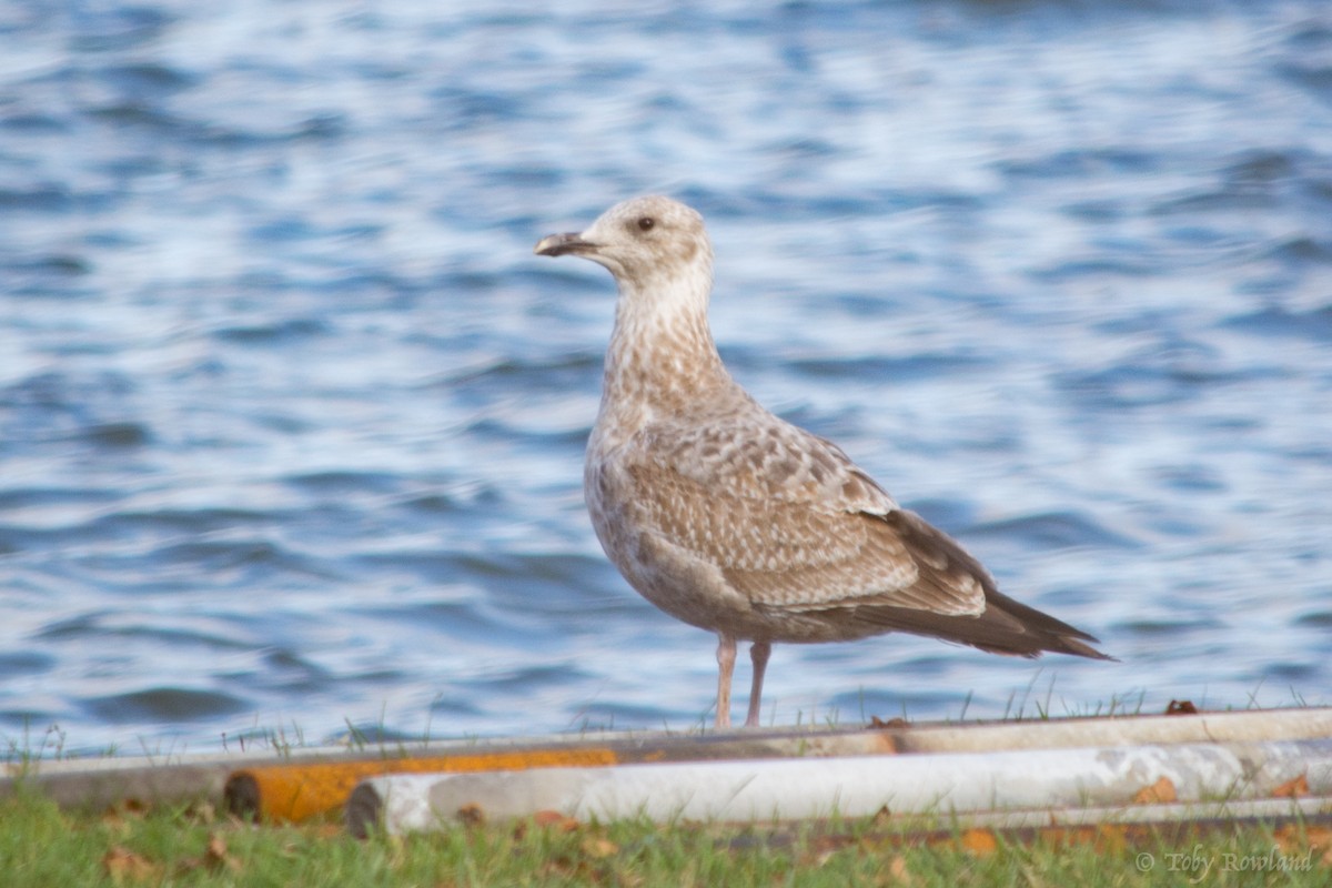 Herring Gull - ML80336521