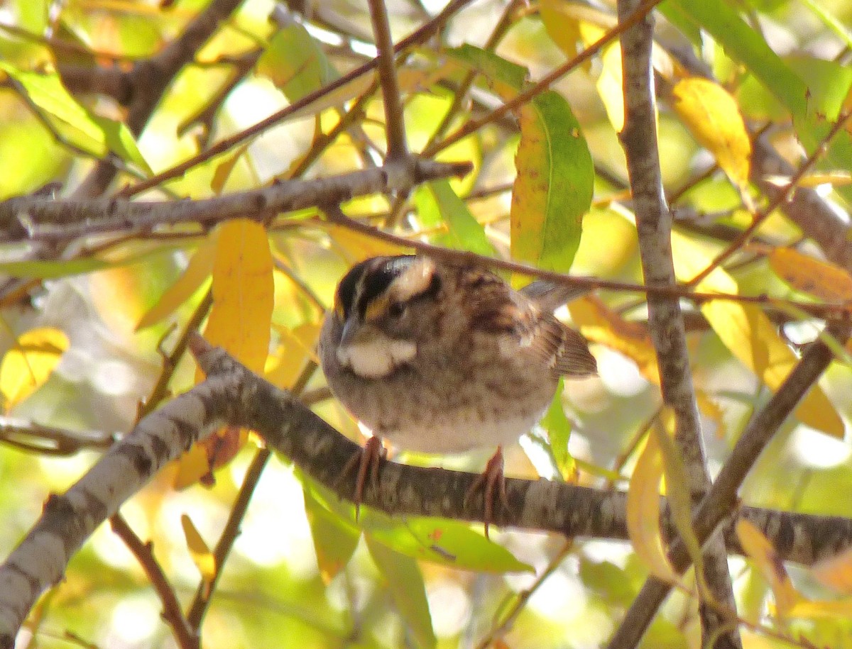 White-throated Sparrow - ML80337241