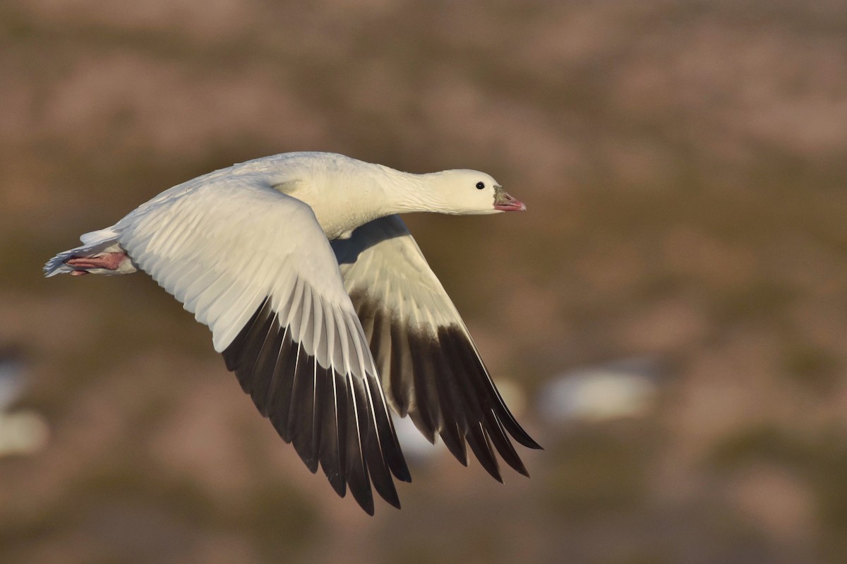 Ross's Goose - ML80337881