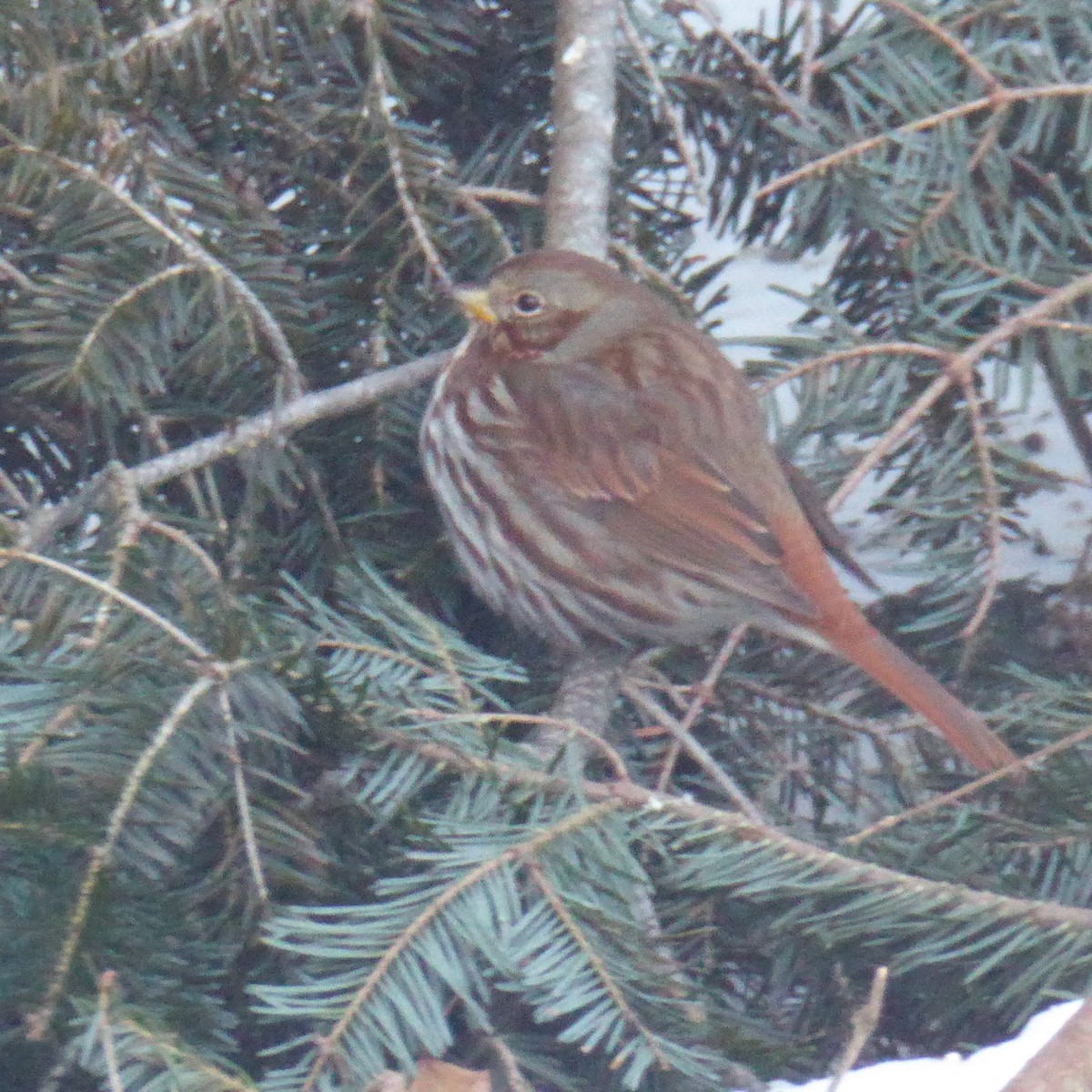 Fox Sparrow - ML80338681