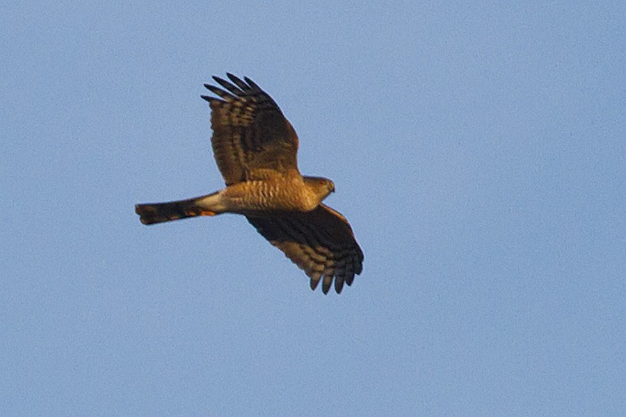 Sharp-shinned Hawk - ML80339081