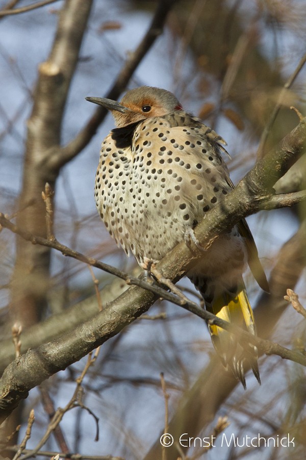 Northern Flicker - ML80339151