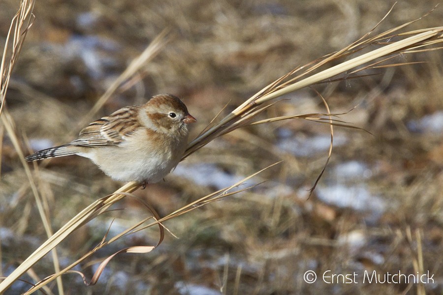 Field Sparrow - ML80339261