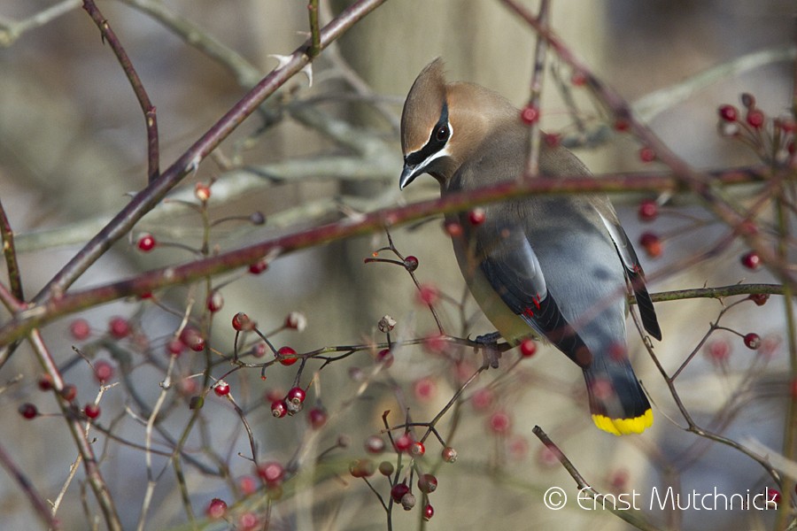 Cedar Waxwing - ML80339321