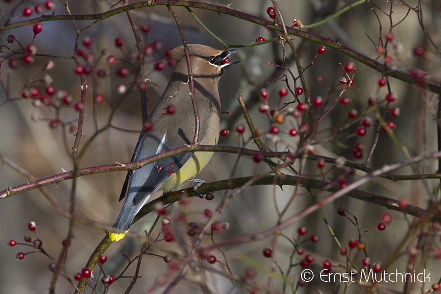 Cedar Waxwing - ML80339391