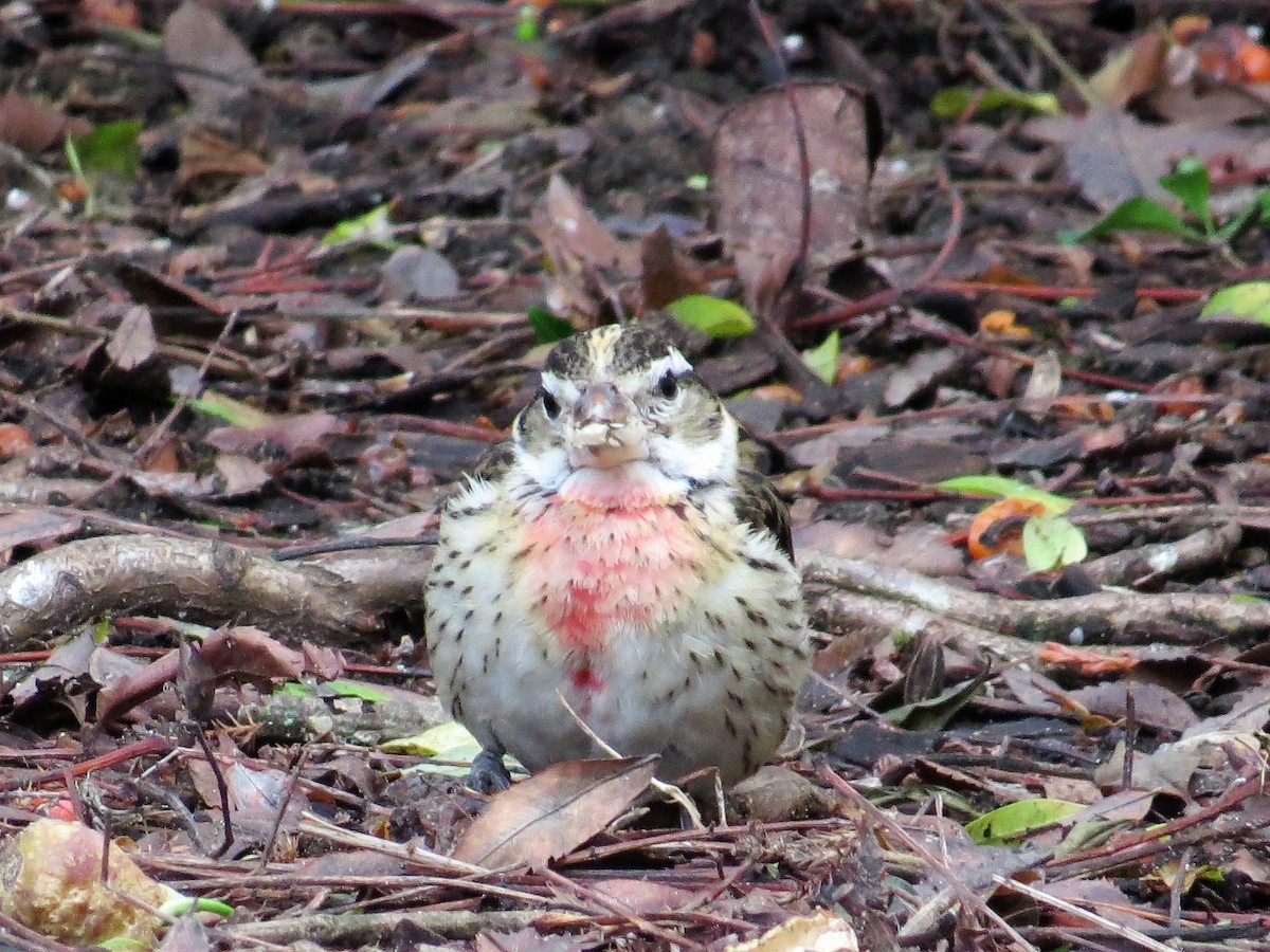 Rose-breasted Grosbeak - ML80339861