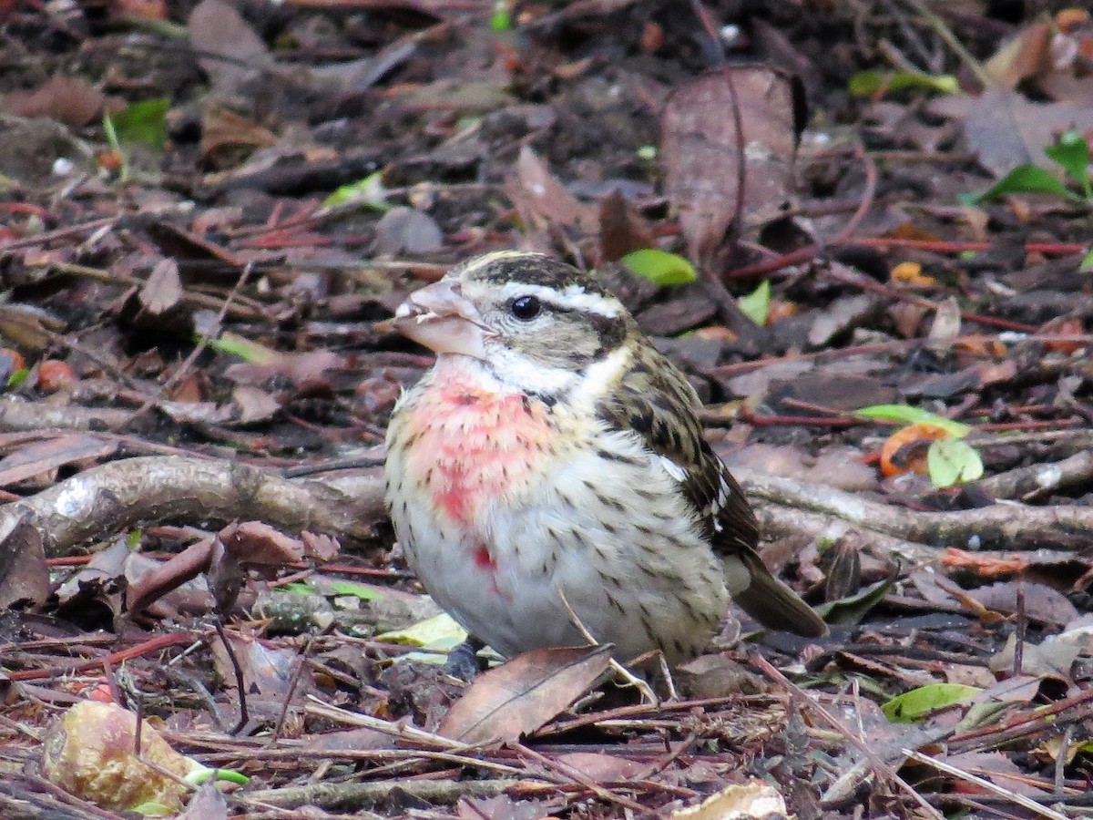 Rose-breasted Grosbeak - ML80339891