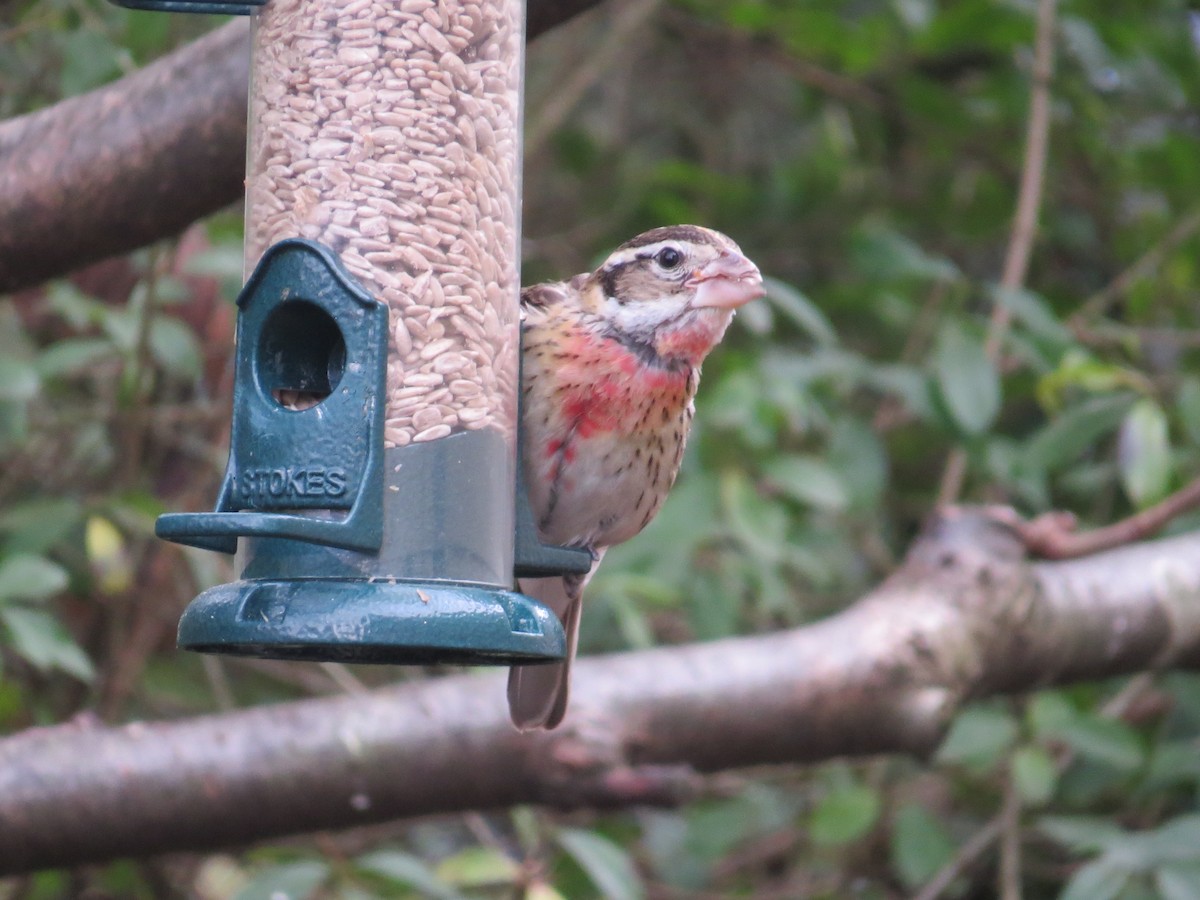 Rose-breasted Grosbeak - ML80339921