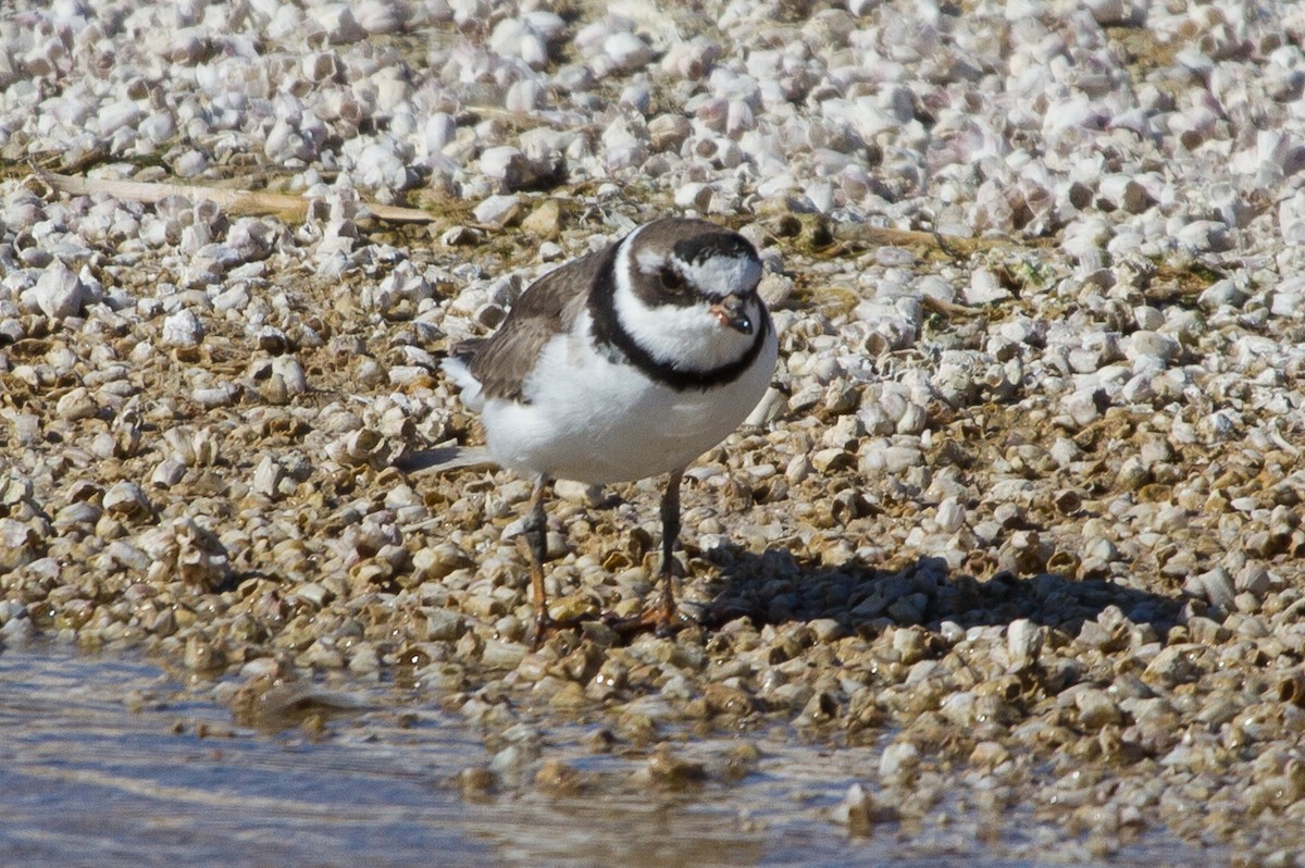 Semipalmated Plover - ML80341111