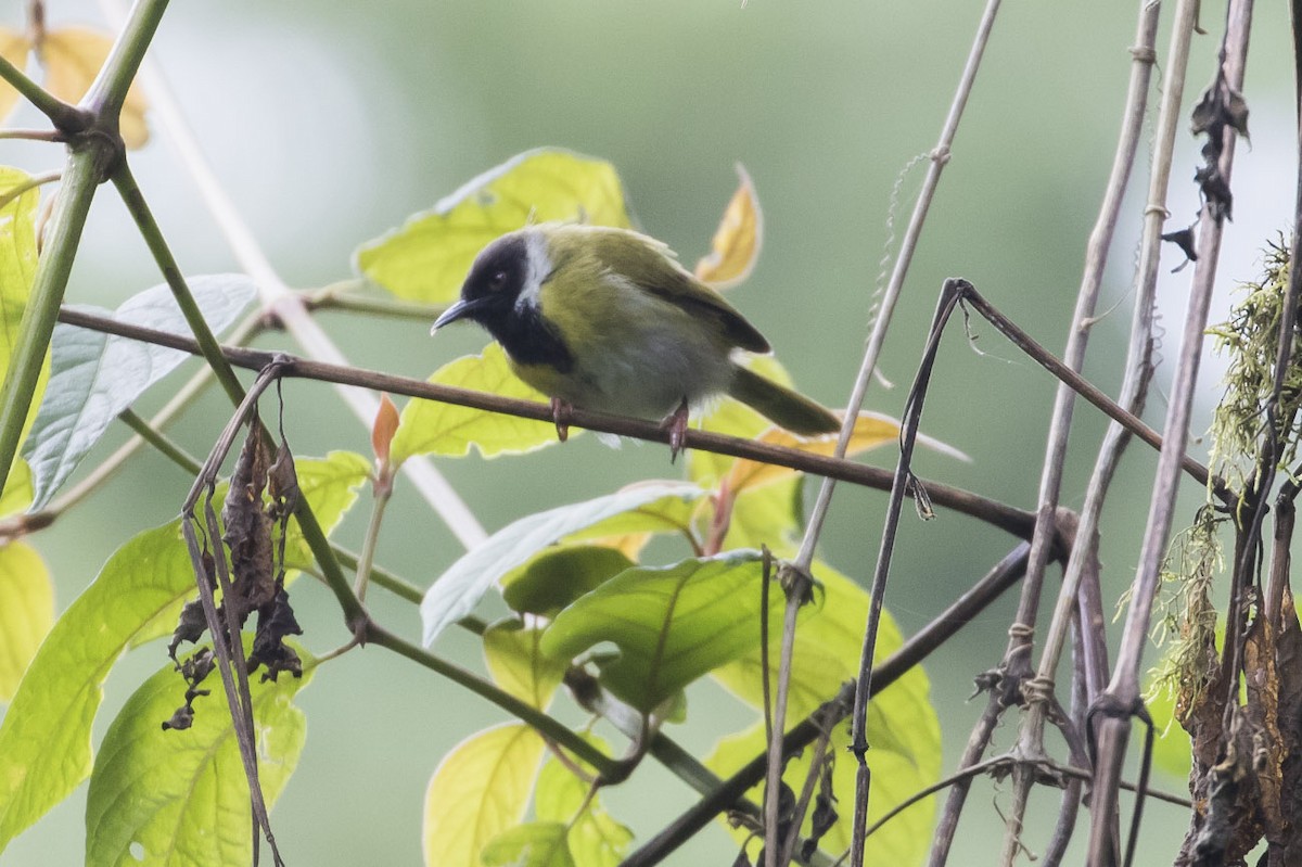 Black-faced Apalis - Michael Todd