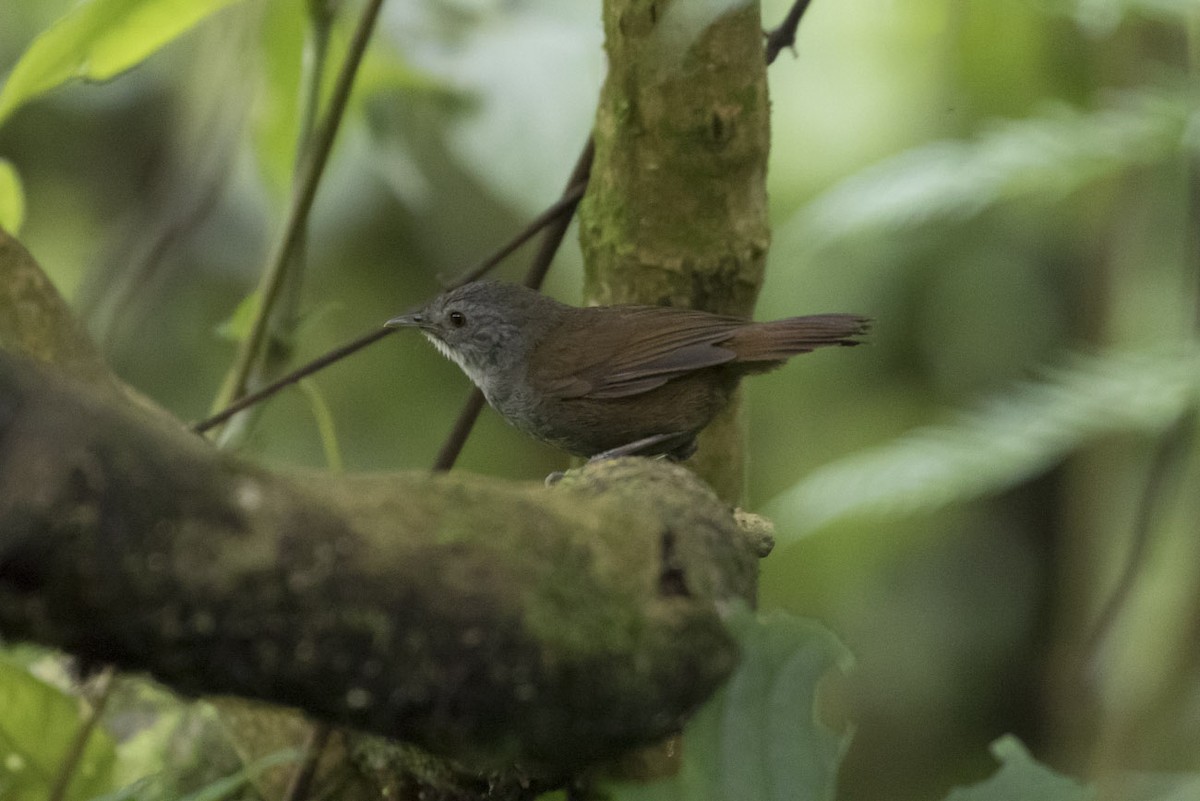 Mountain Illadopsis - Michael Todd