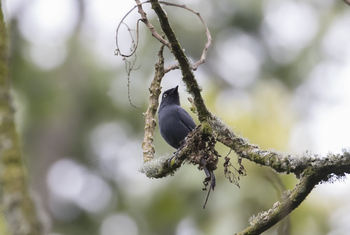 Yellow-eyed Black-Flycatcher - Michael Todd