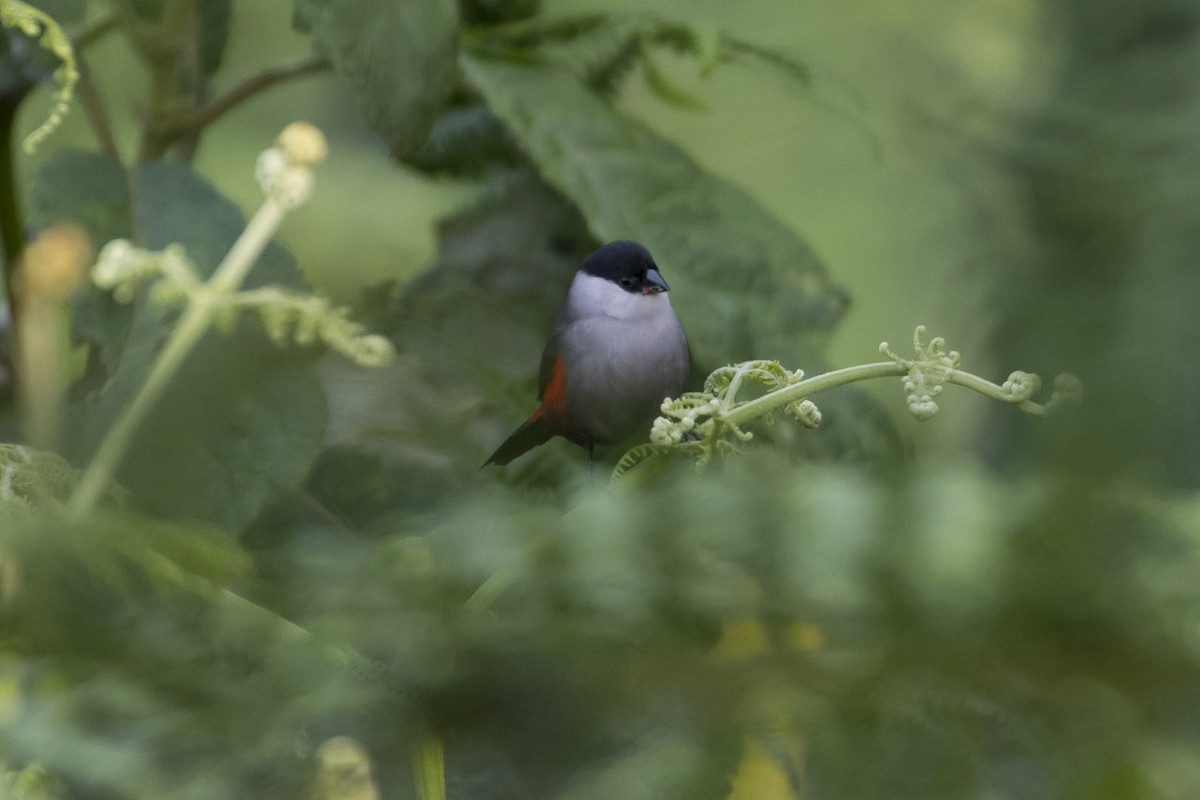 Kandt's Waxbill - Michael Todd