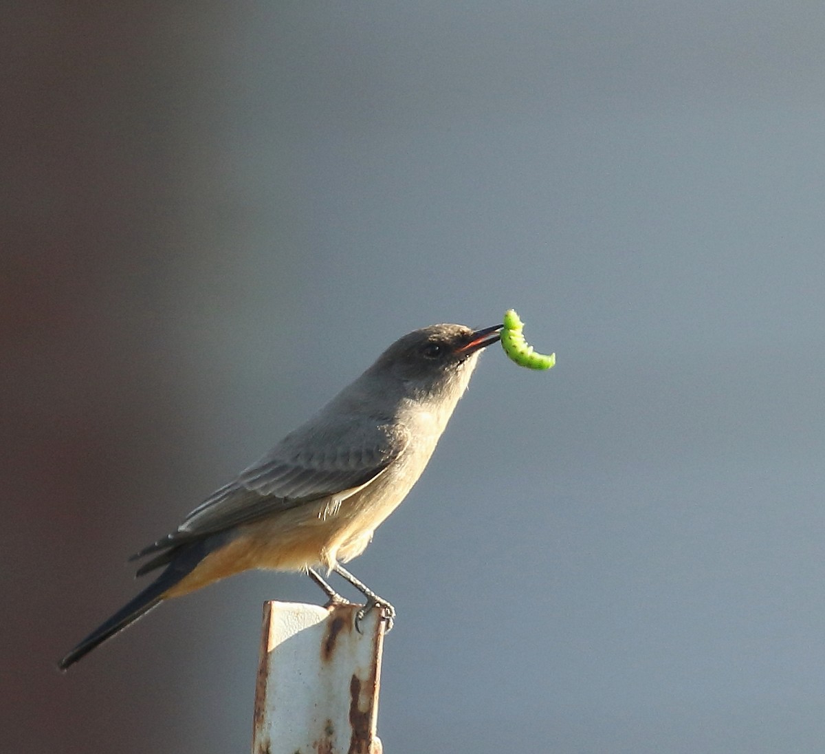 Say's Phoebe - ML80345341