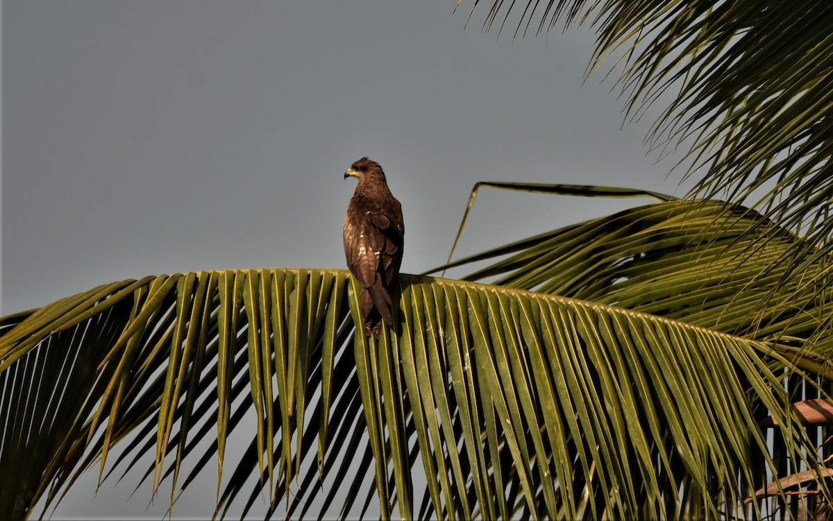 Black Kite - Sajeev Krishnan