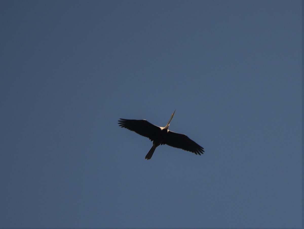 Anhinga Asiática - ML80346171