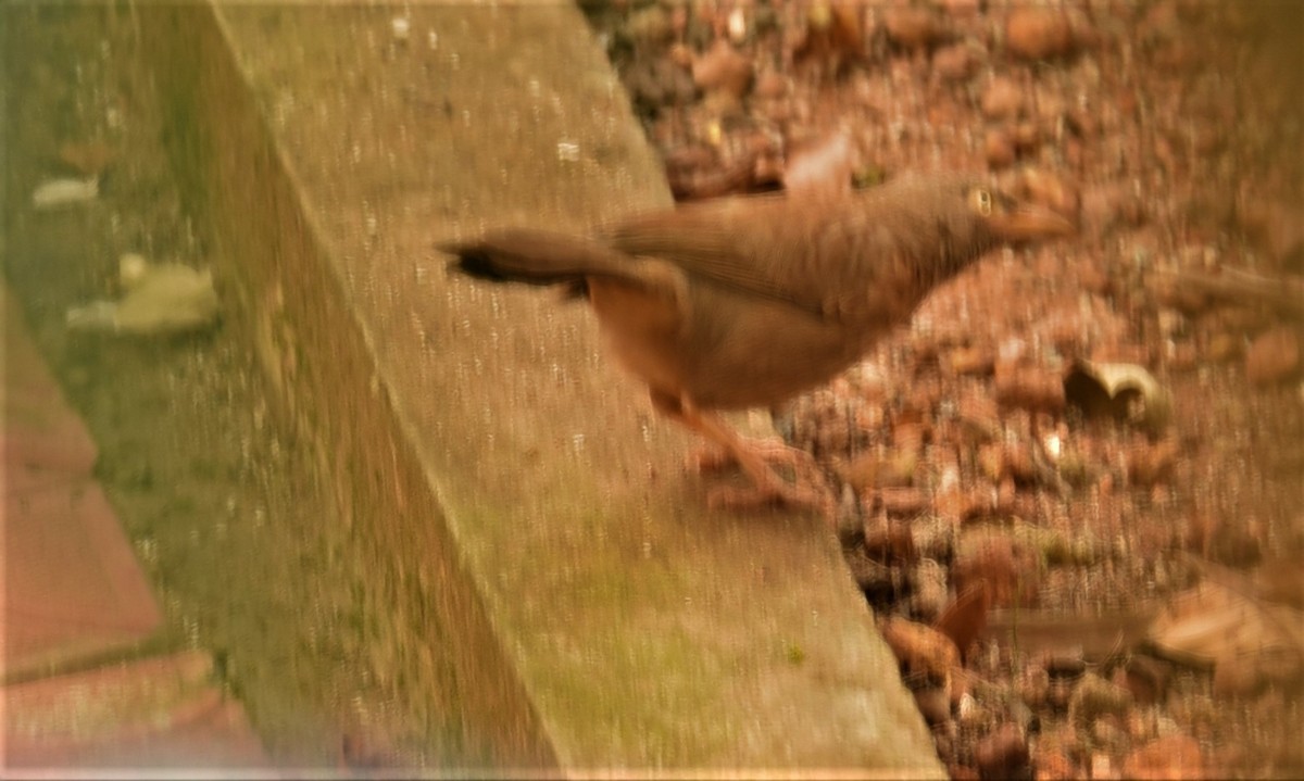 Jungle Babbler - ML80346191