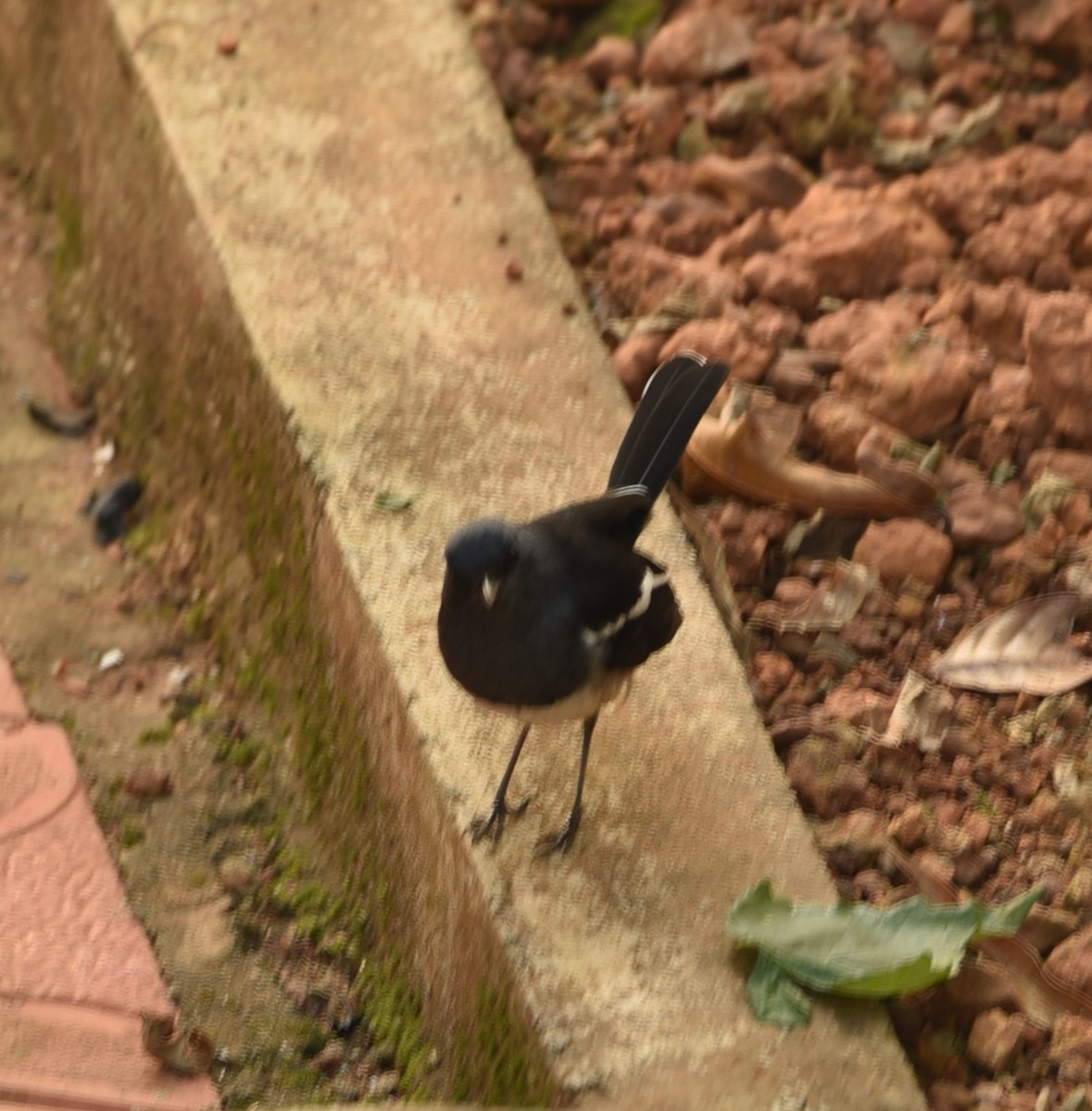 Oriental Magpie-Robin - ML80346241