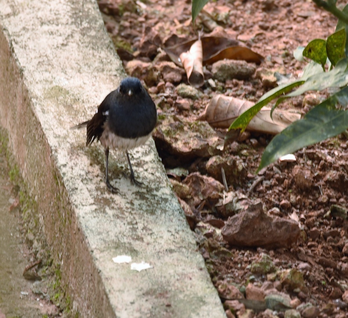 Oriental Magpie-Robin - ML80346251