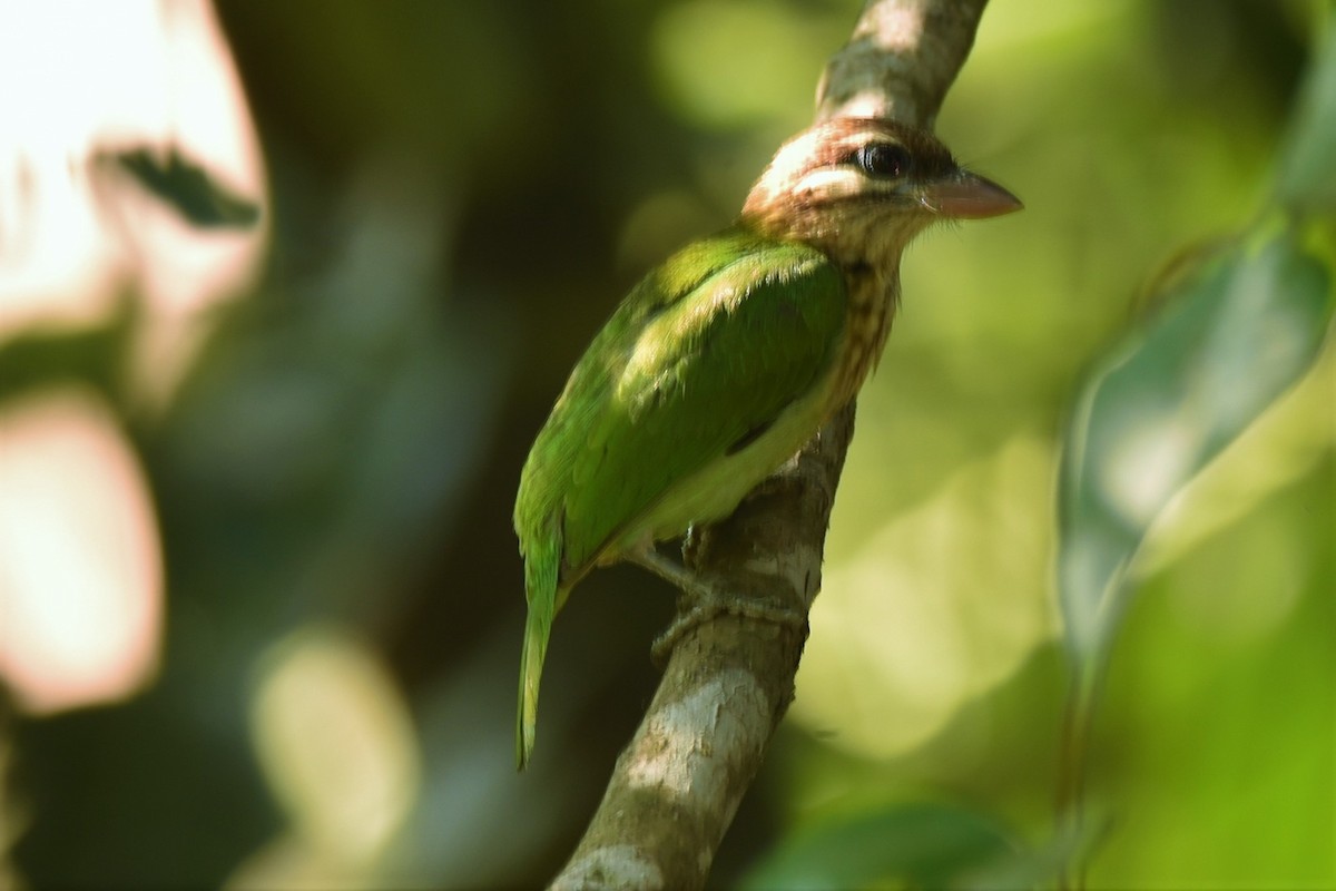 White-cheeked Barbet - ML80346351