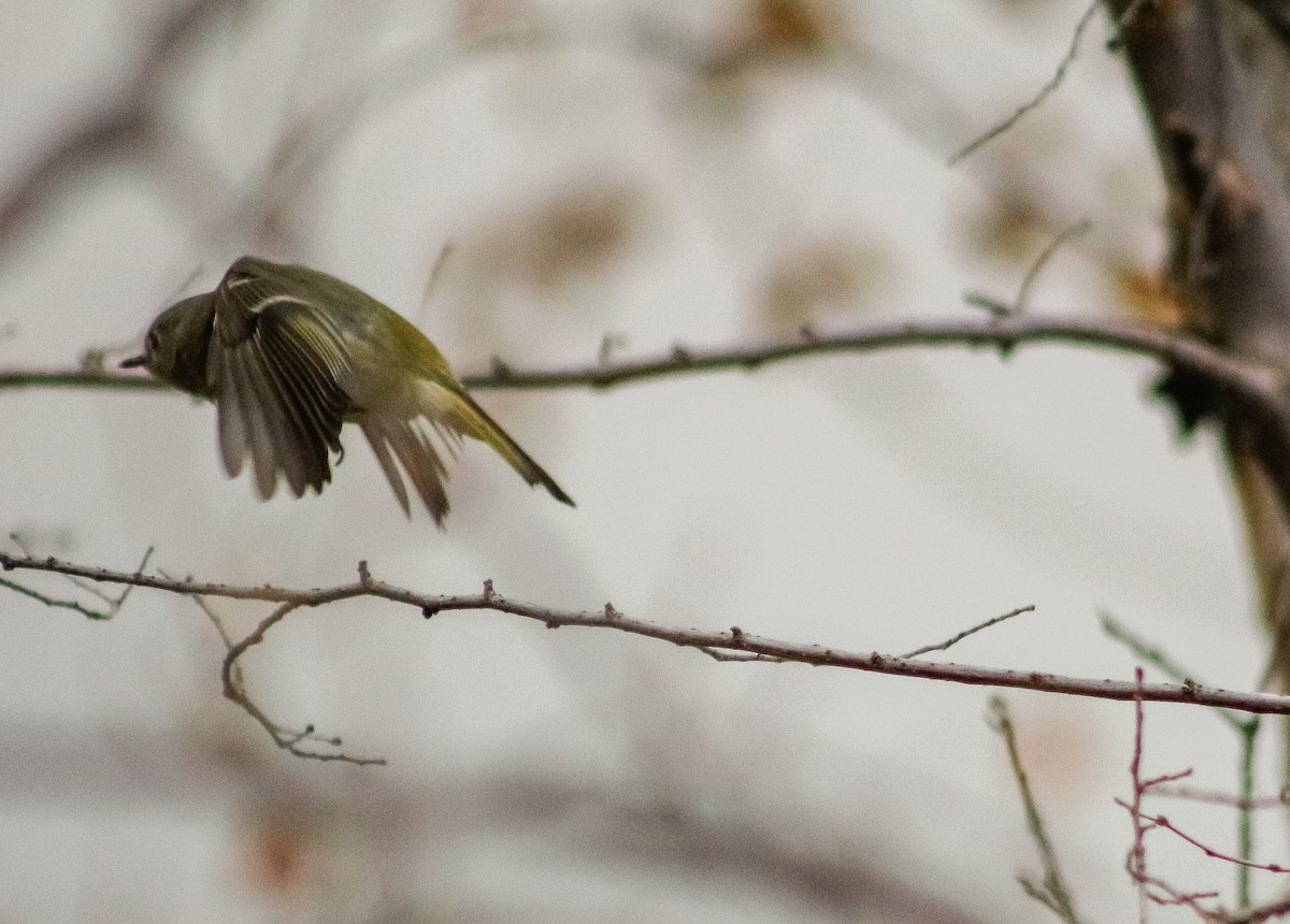 Ruby-crowned Kinglet - Kiehl Smith