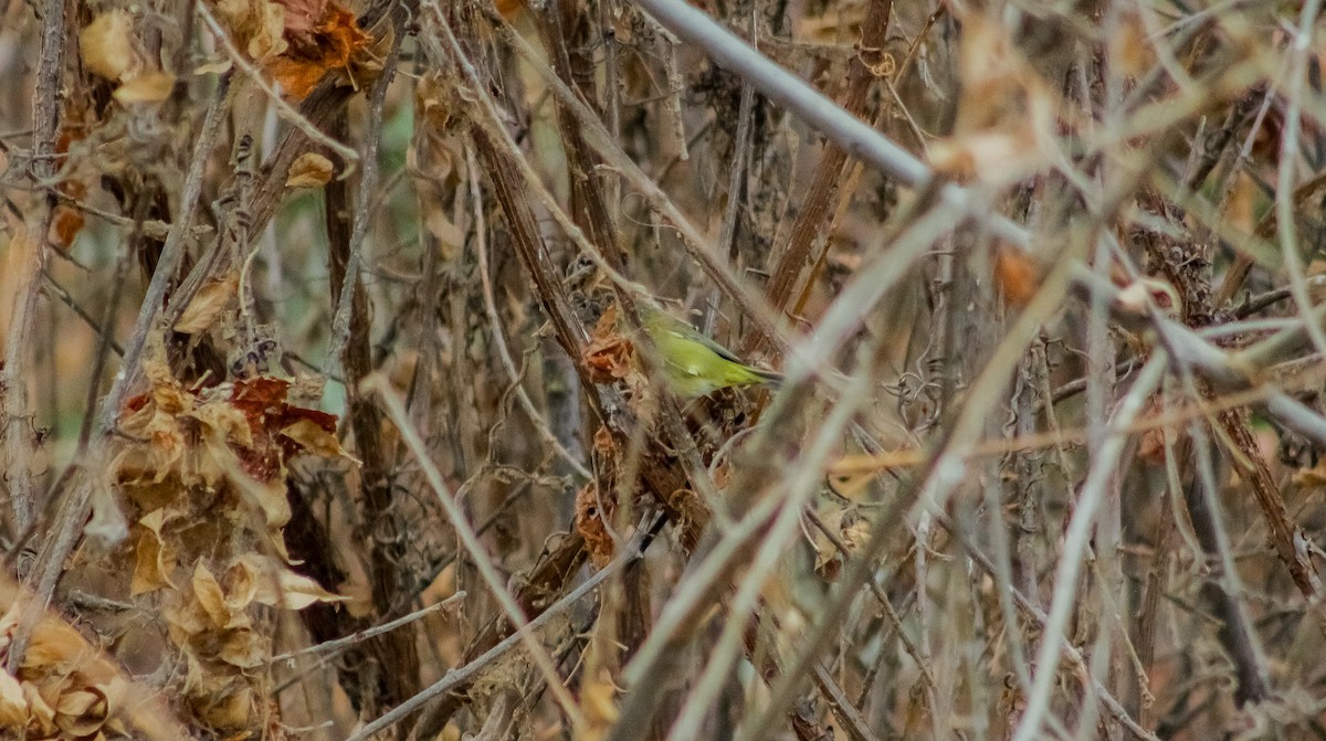 Orange-crowned Warbler - Kiehl Smith