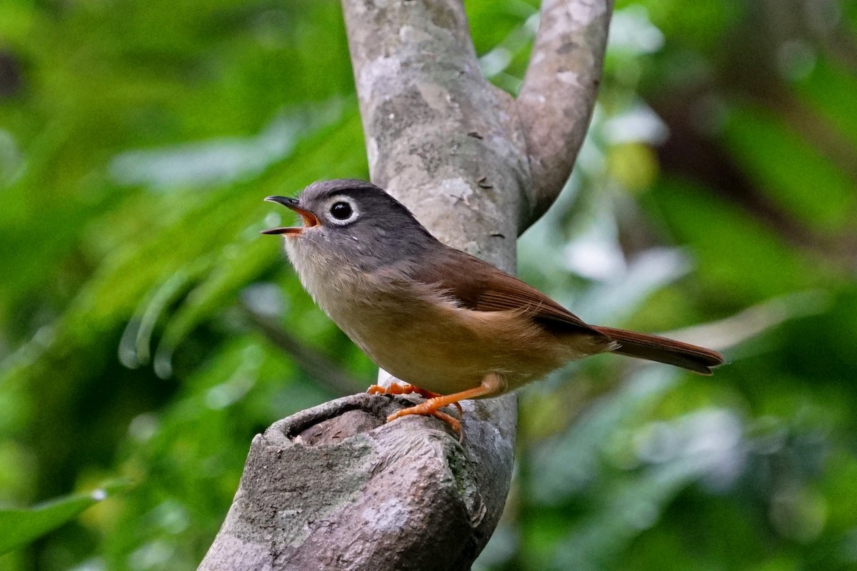 Morrison's Fulvetta - ML80347061