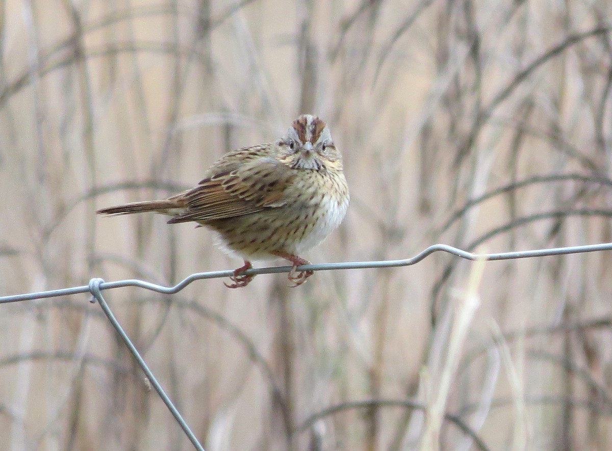 Lincoln's Sparrow - John  Mariani