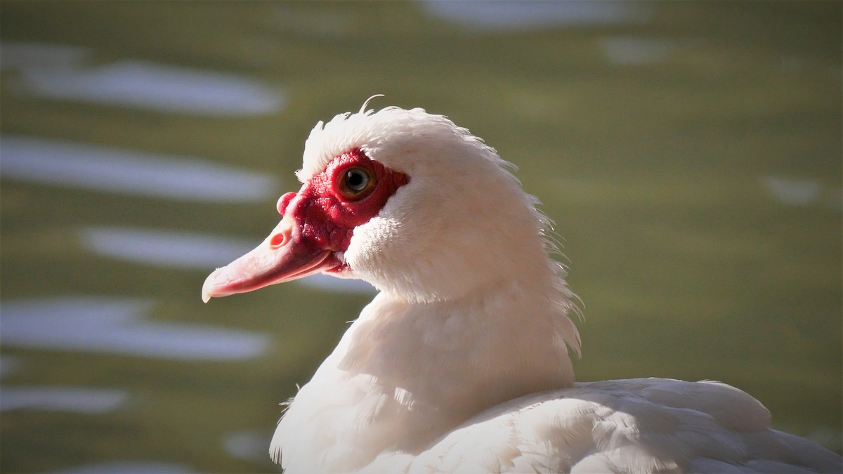 Muscovy Duck (Domestic type) - ML80348311