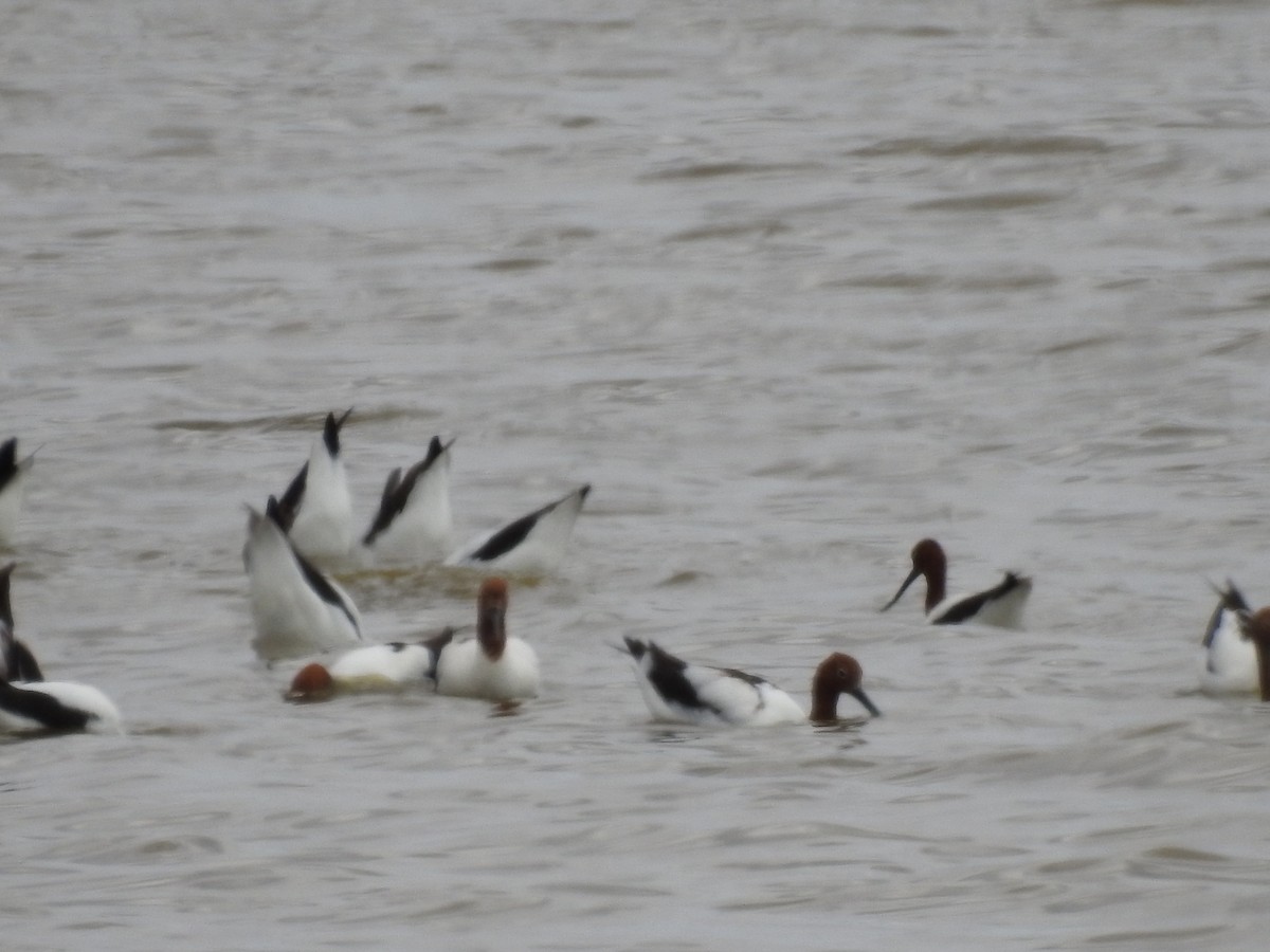 Red-necked Avocet - Jeffrey Crawley