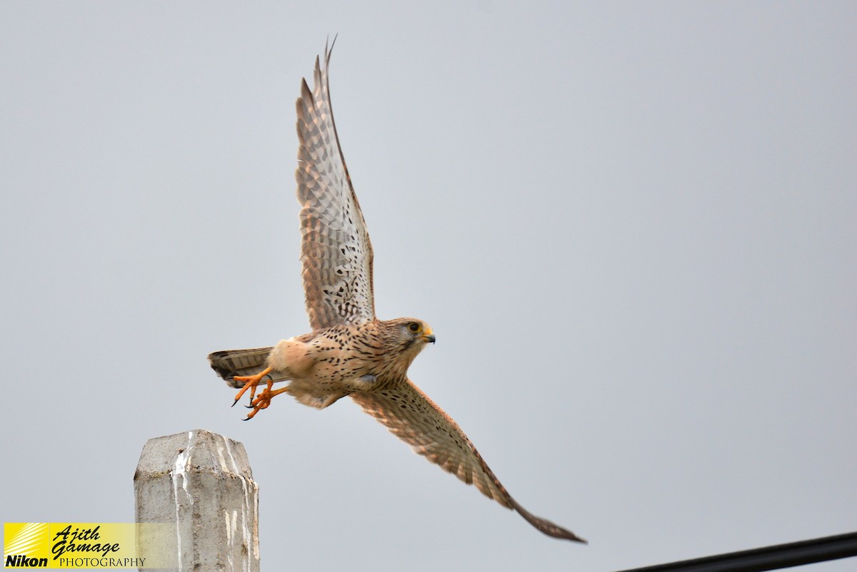 Eurasian Kestrel - ML80351611