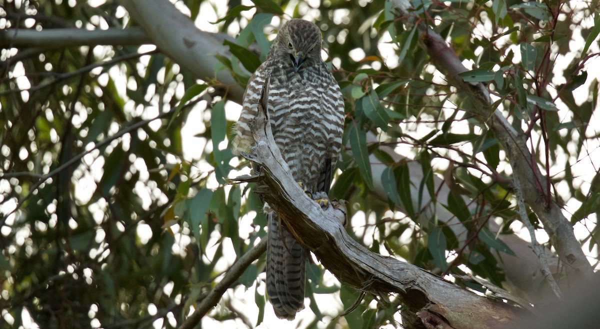 Collared Sparrowhawk - ML80351851