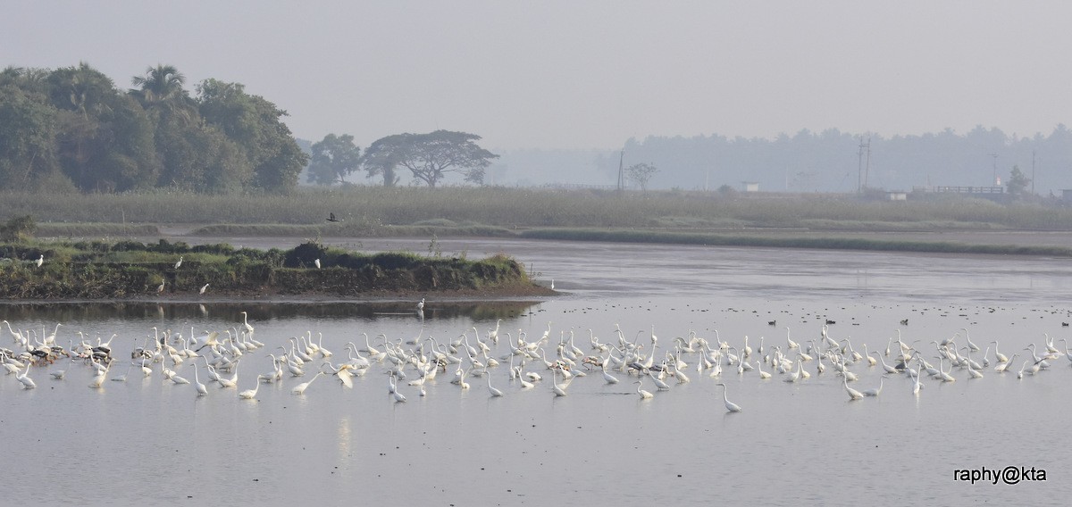 Great Egret - ML80351891