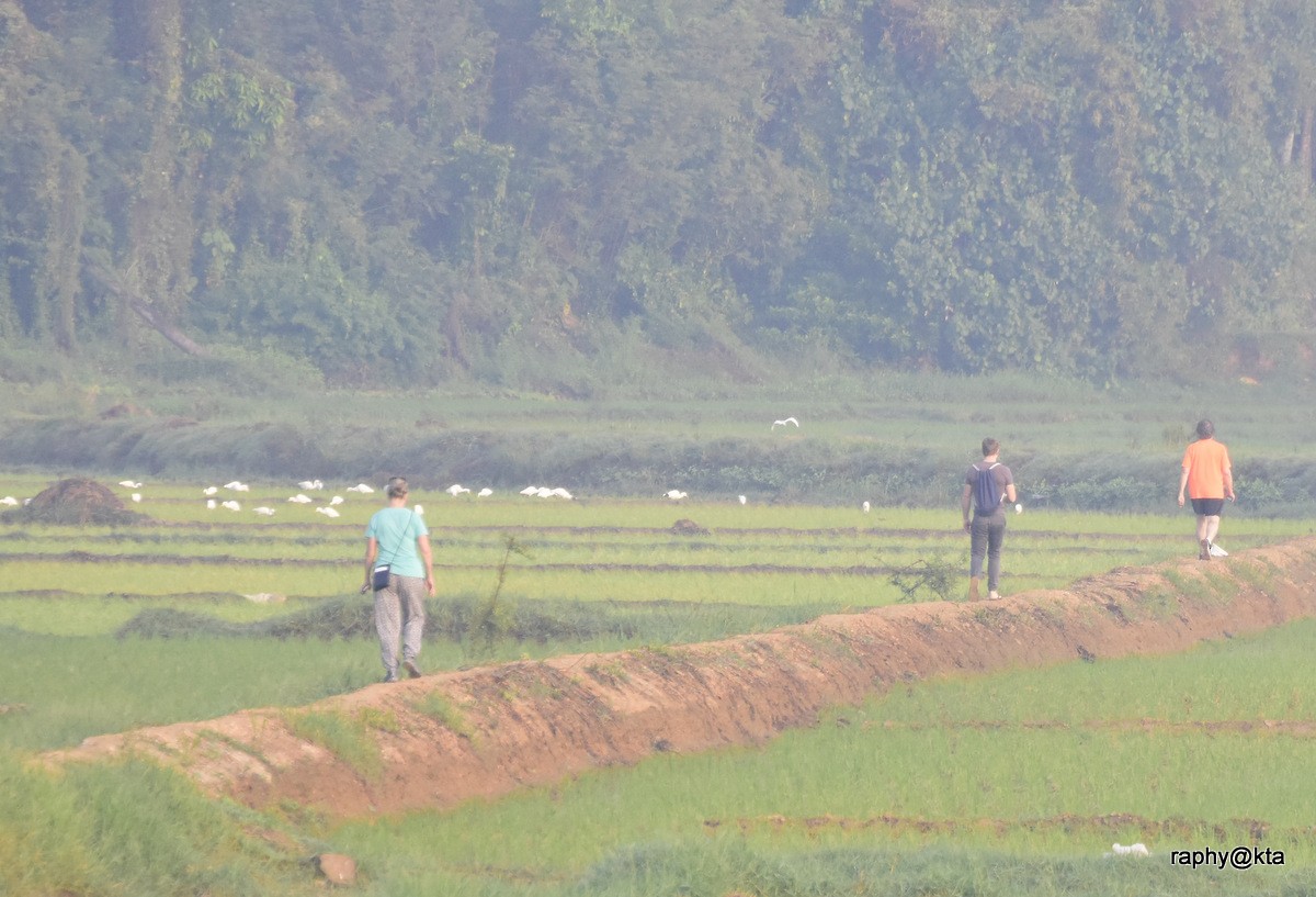 Eastern Cattle Egret - ML80351911