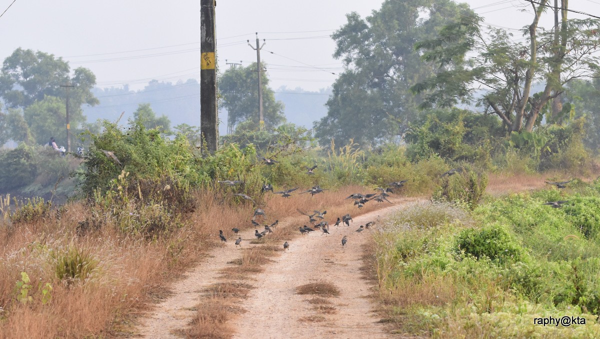 Rosy Starling - ML80351921