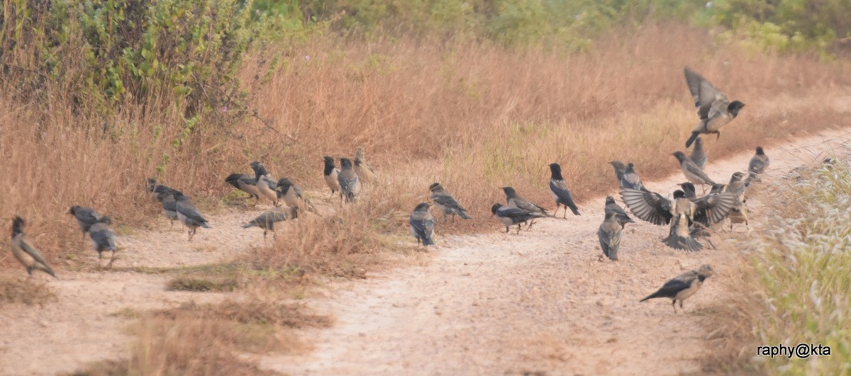 Rosy Starling - ML80351931