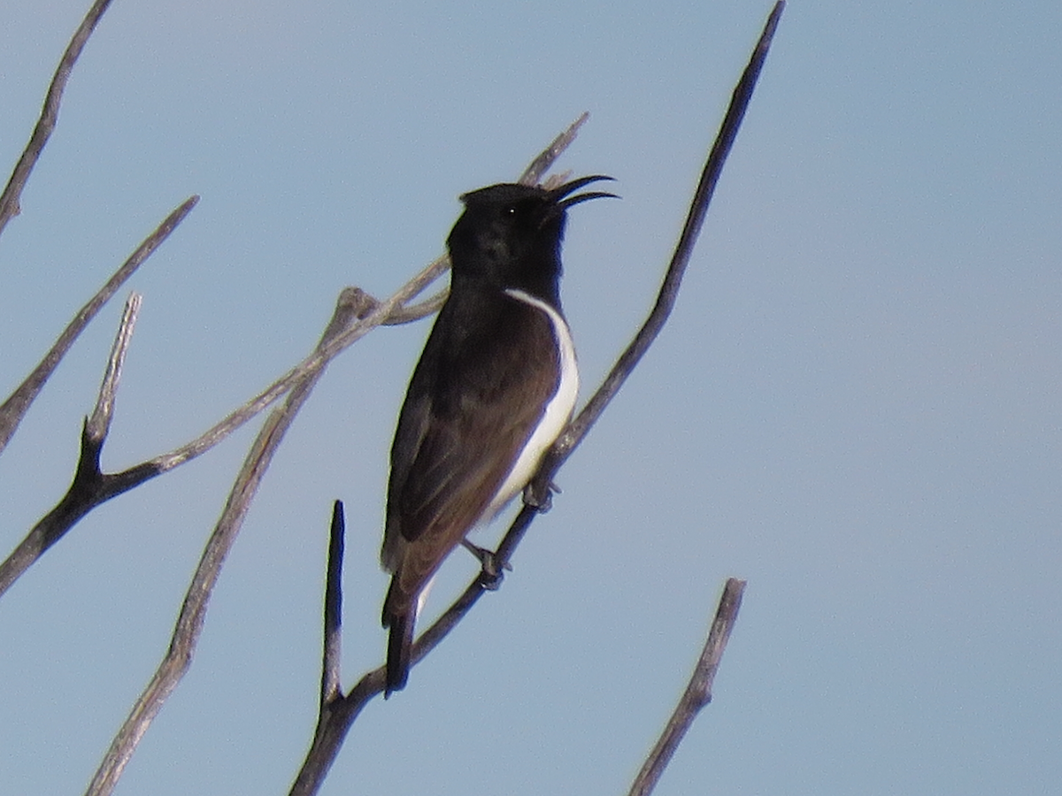 Black Honeyeater - ML80352261