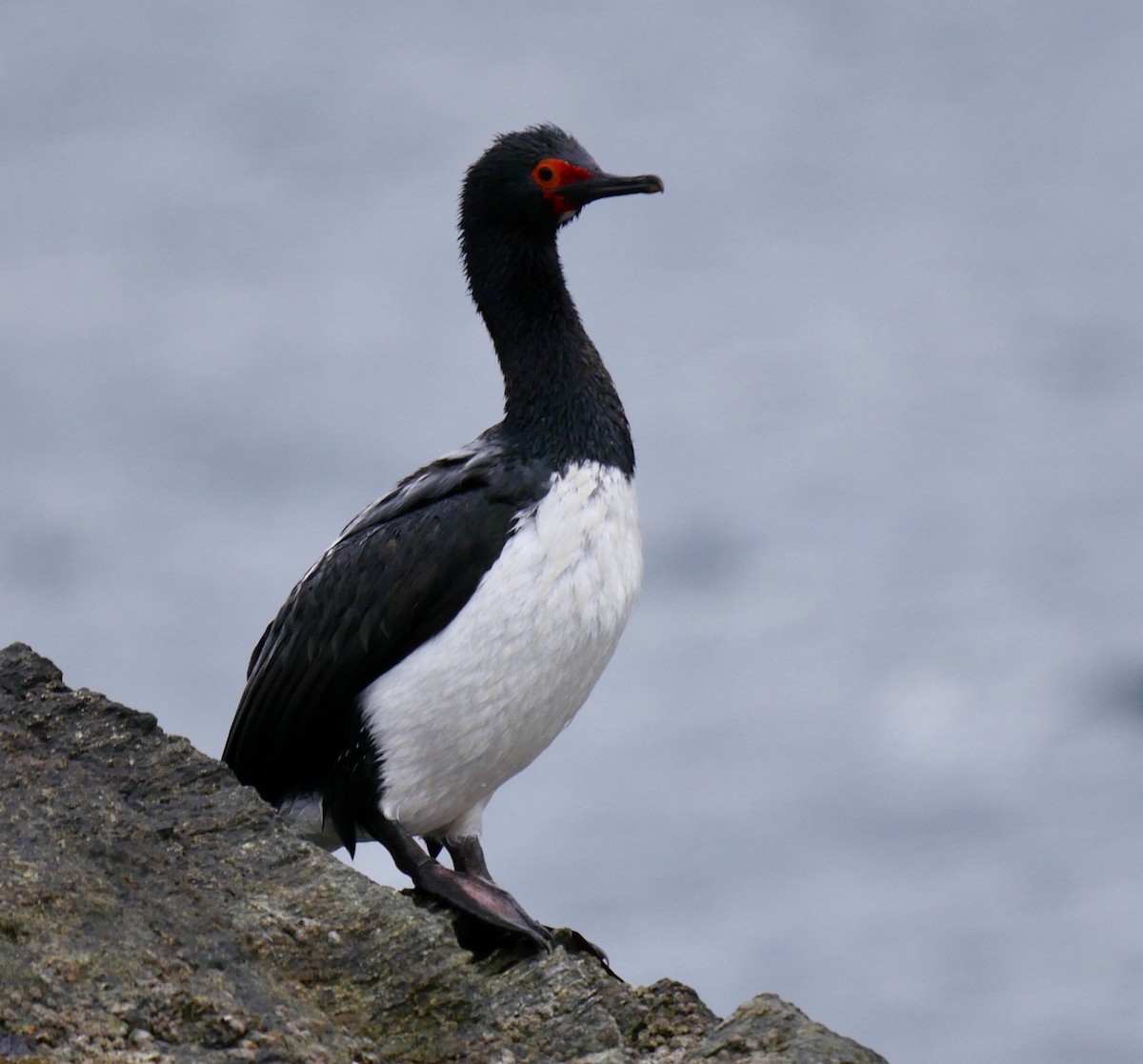 Magellanic Cormorant - ML80353691