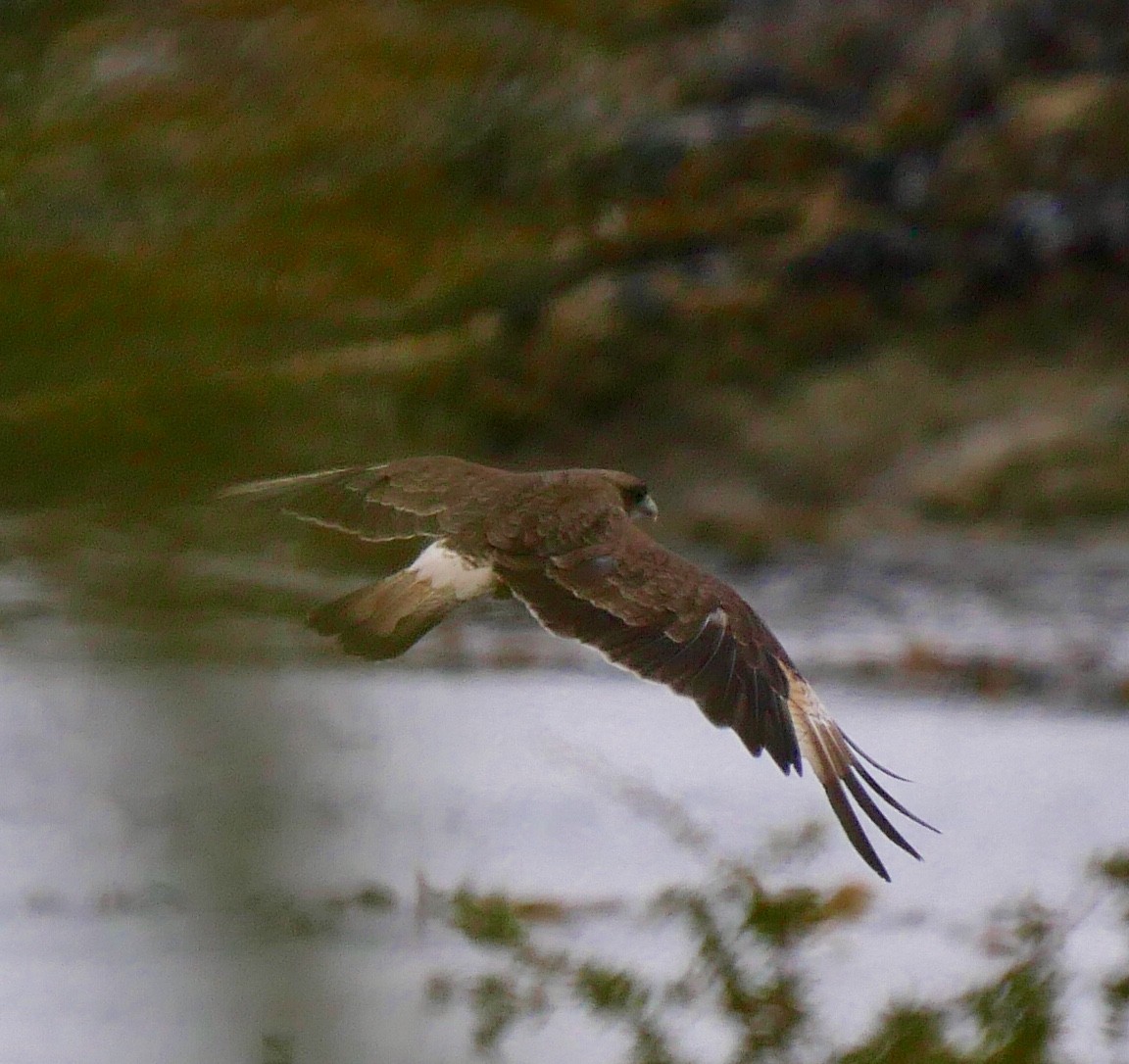 Chimango Caracara - ML80353811